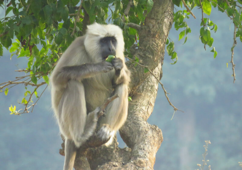 Monkeys in Rajaji National Park