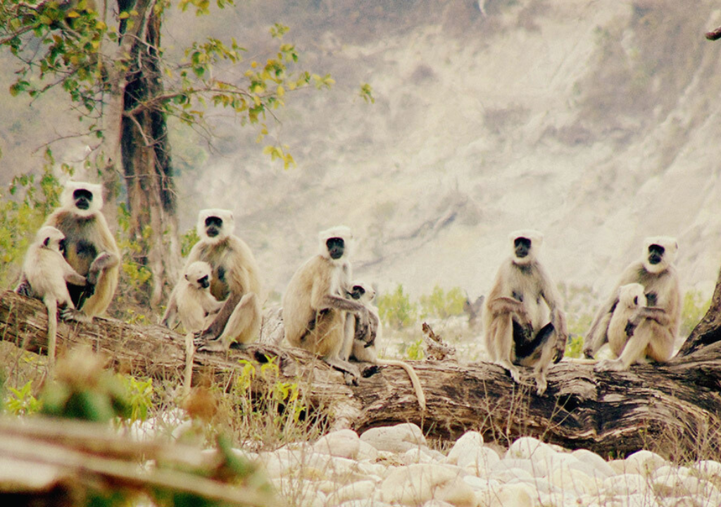 Monkeys in Rajaji National Park