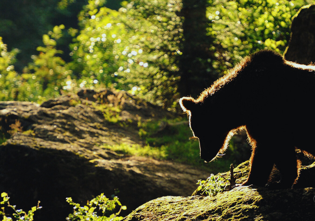 Bears and Ecotourism