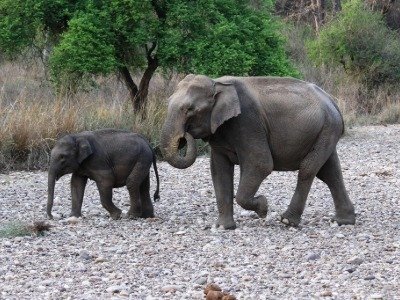 Elephants in Rajaji National Park