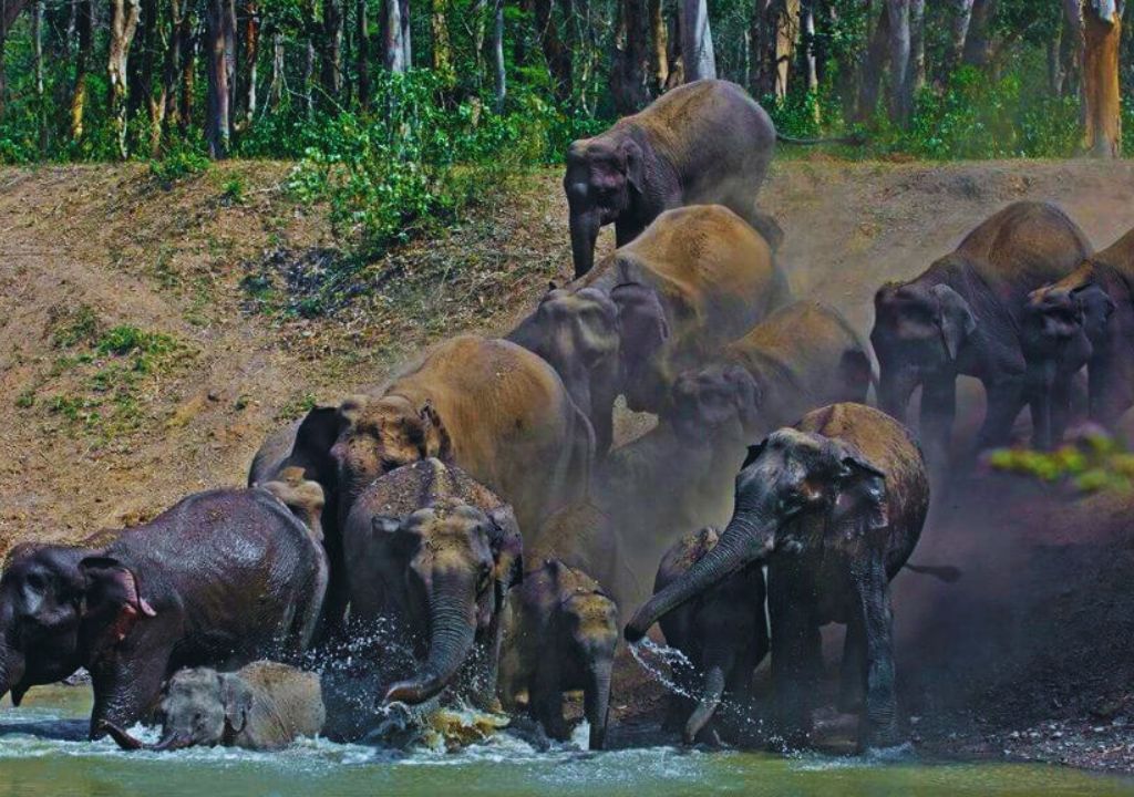 Elephants of Rajaji National Park