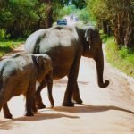 Elephants of Rajaji National Park