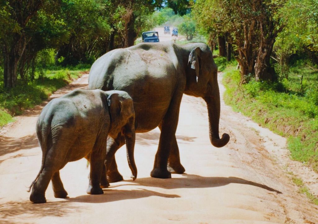 Elephants of Rajaji National Park