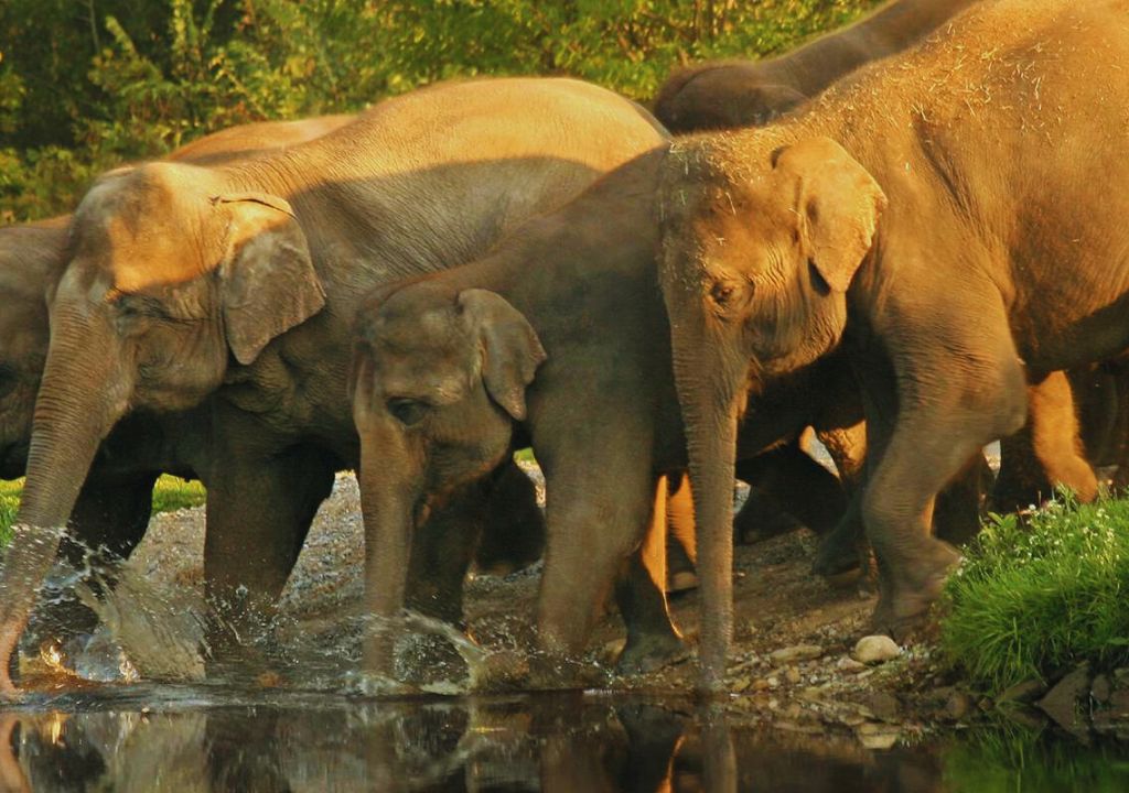 Elephants of Rajaji National Park 