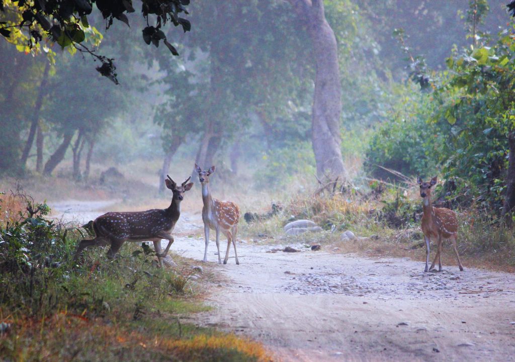 Exploring the Enchanting Wilderness_ Dense Forests of Rajaji National Park