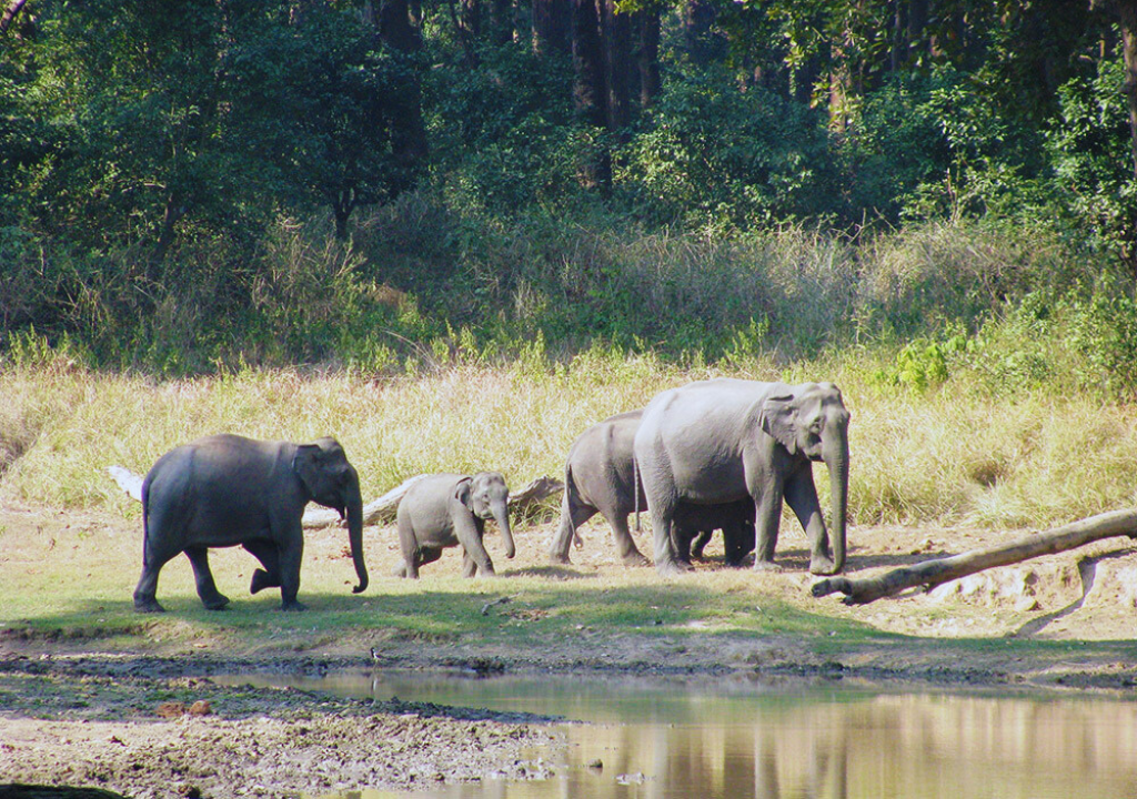Habitat Protection in Rajaji National Park