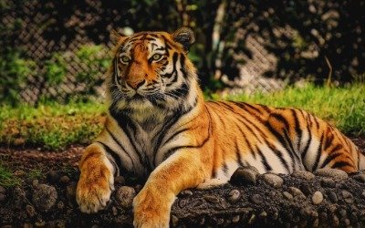 Bengal tiger sighting in Chilla zone, Rajaji National Park