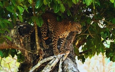Leopard sighting in Ranipur zone, Rajaji National Park