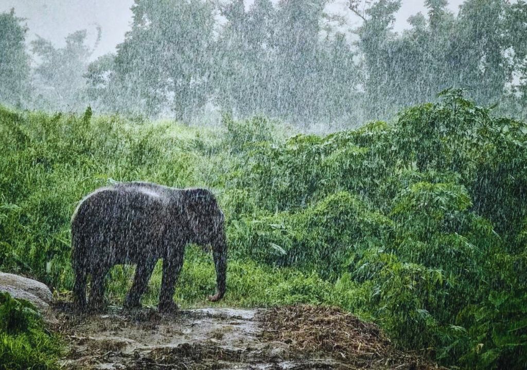 Rainy Season Safari
