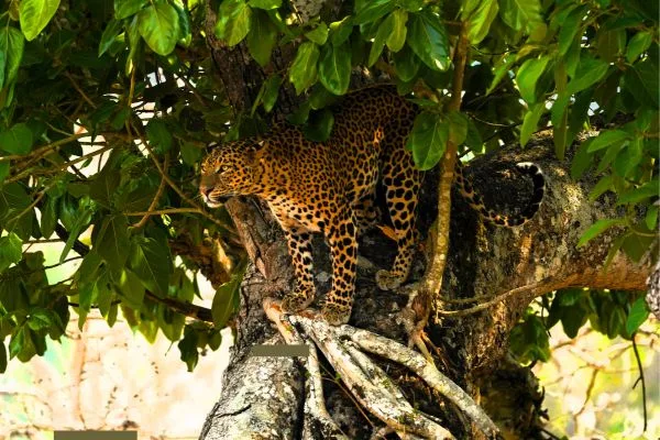 Leopard in Rajaji National Park