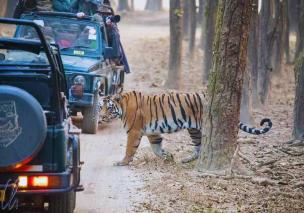 Tigers in Rajaji National Park