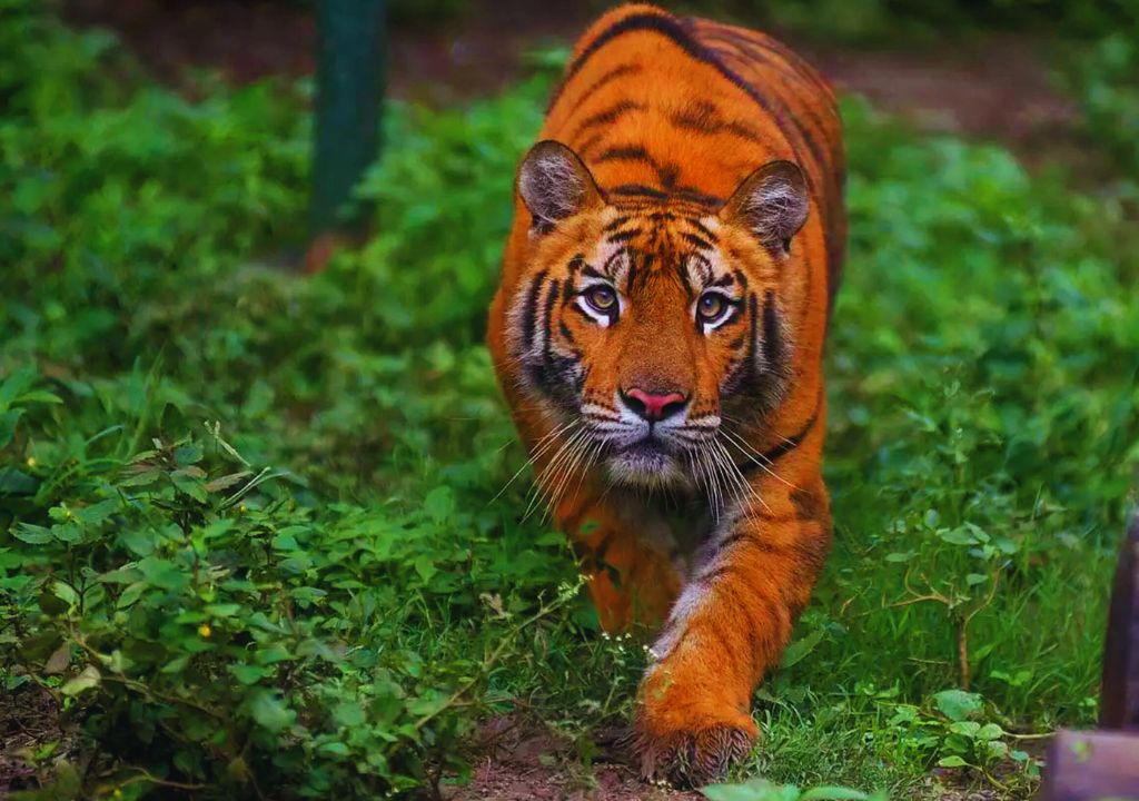 Tigers in Rajaji National Park