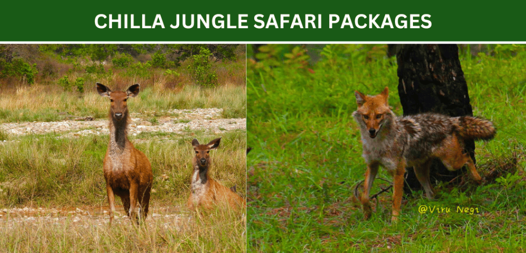 chilla-safar-zone-packages