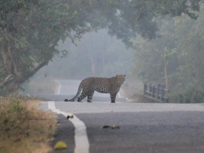 Tiger in Rajaji National Park