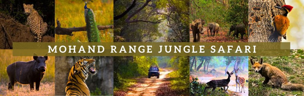 Mohand Range Jungle Safari Dehradun
