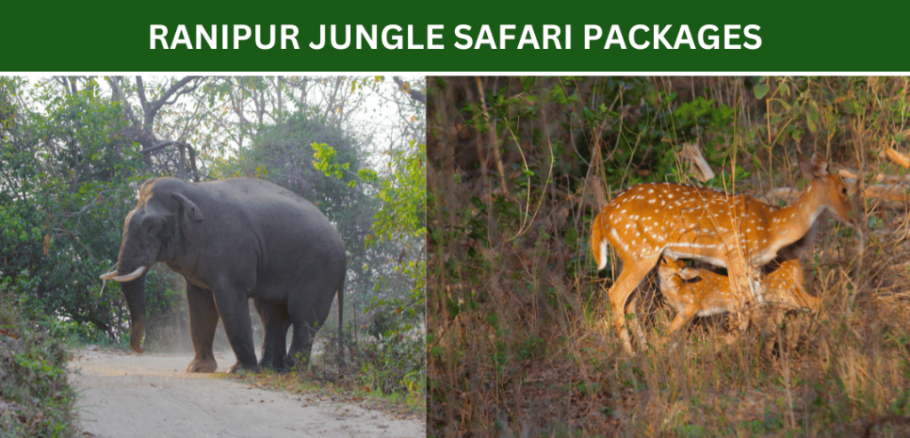 motichur-jungle-safari-packages