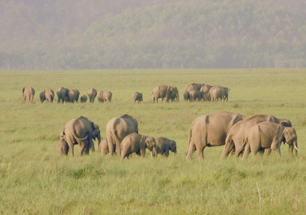 Rajaji National Park Safari